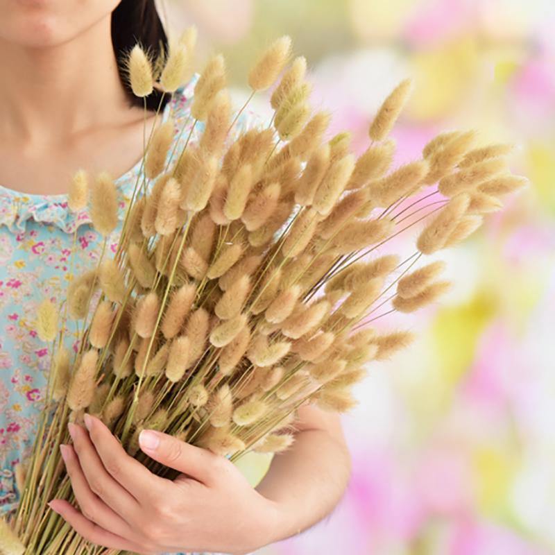 30PCS Natural Dried Flowers Rabbit Tail Grass Natural Plants Real Flower Bouquets for Home Wedding Pastoral  Decoration - CHALIER